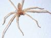 Olios sp.